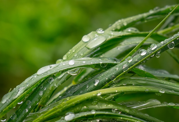 雨滴と自然の中で緑の草