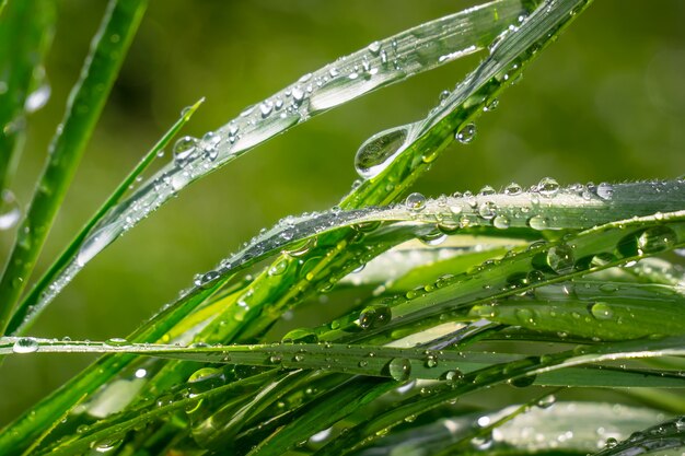 雨滴と自然の中で緑の草