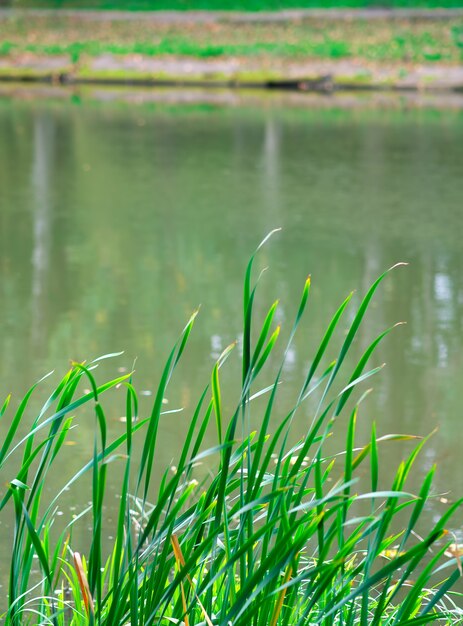 ぼやけた湖の背景の近くの緑の草