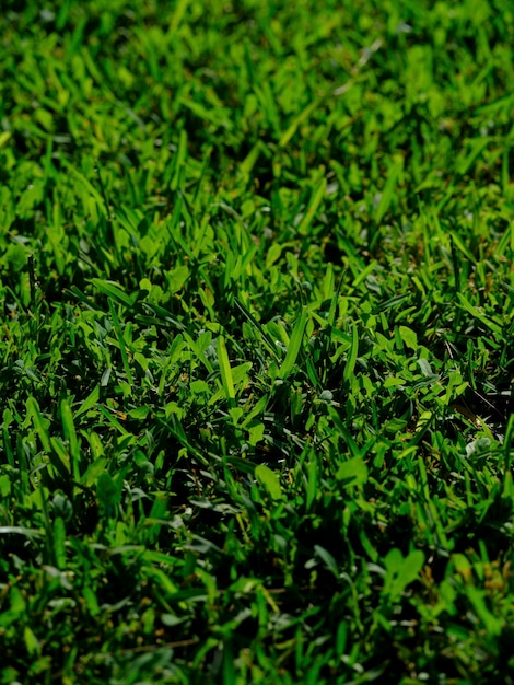 晴れた日に緑の芝生