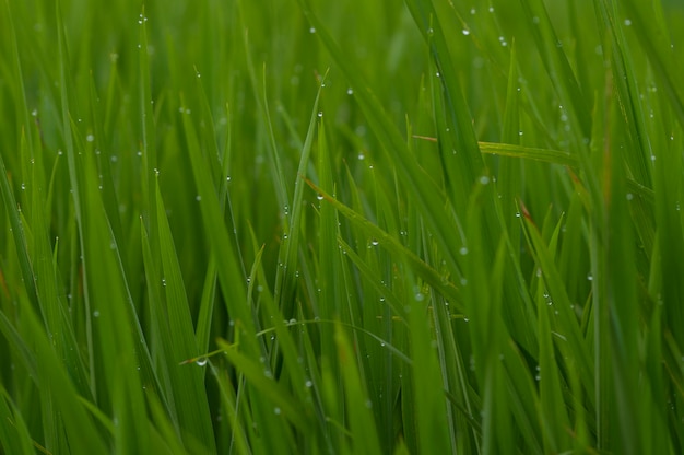 green grass paddy field with dews