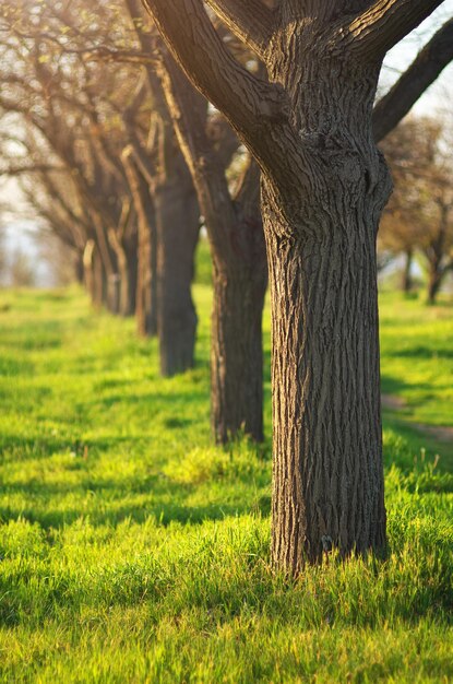 Green grass in park. Spring mood time.