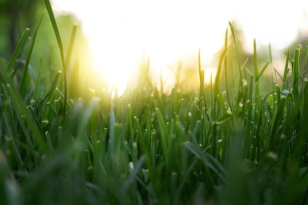 Photo green grass in the park trees in the background bright sunny day solar lights up