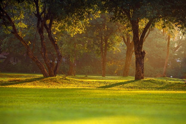 green grass in park