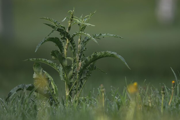 green grass in the park