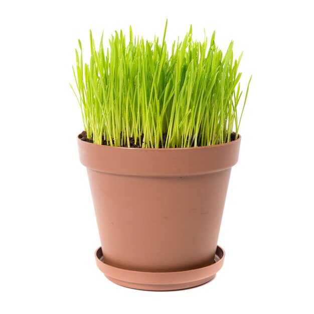 Green grass in the plant pot isolated on white background