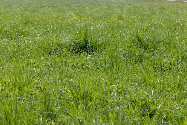 緑の草や植物は曇りの夏の天候で育ちます