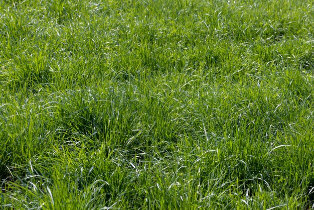 Green grass and plants grow in cloudy summer weather