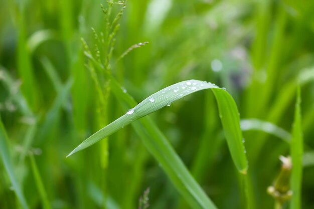 빗방울이 있는 푸른 잔디와 식물
