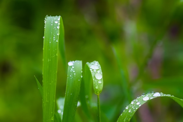 緑の草と雨のしずくのある植物