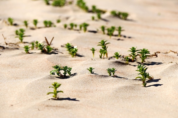 ビーチのクローズアップの黄色い砂の上の緑の草の植物