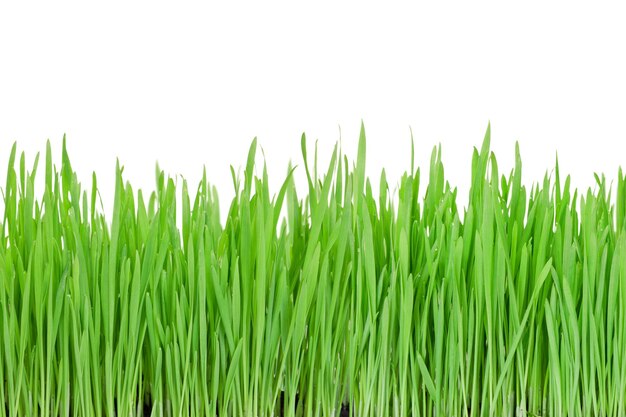 Green grass on a png background