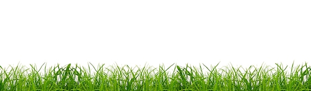 Photo green grass on a png background