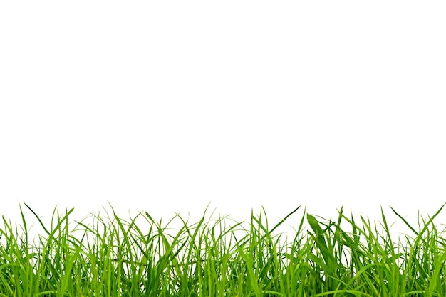 Photo green grass on a png background