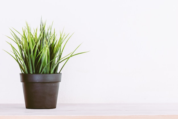 Green grass in a pot