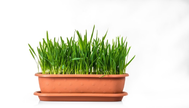 Green grass in a pot