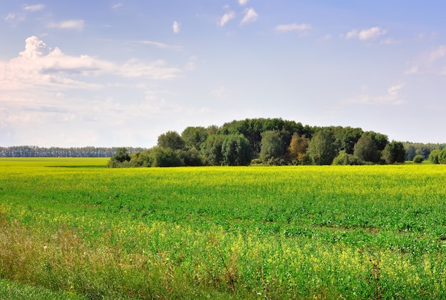 Green grass and rapeseed flowers in summer, trees on the horizon. Khakassia, Siberia, Russia