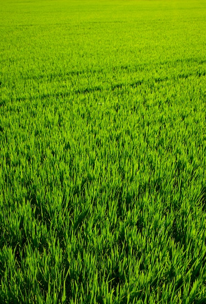 green grass rice field in Valencia Spain