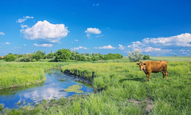 Nuvole e mucche del fiume dell'erba verde