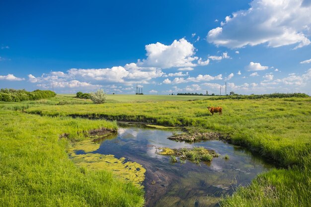 Green grass river clouds and cows