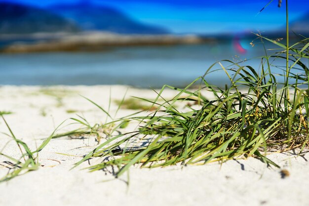 Green grass on sand beach background hd