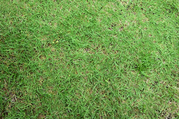 Photo green grass seamless texture