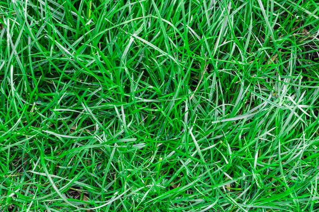 Green grass seamless texture. 