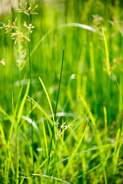 Green grass shallow depth of field