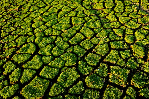 写真 気候変動によって侵食された土壌中の緑の草の芽