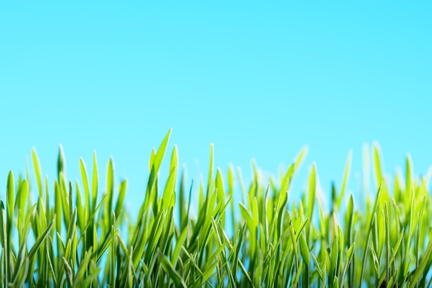 Green grass on sky background