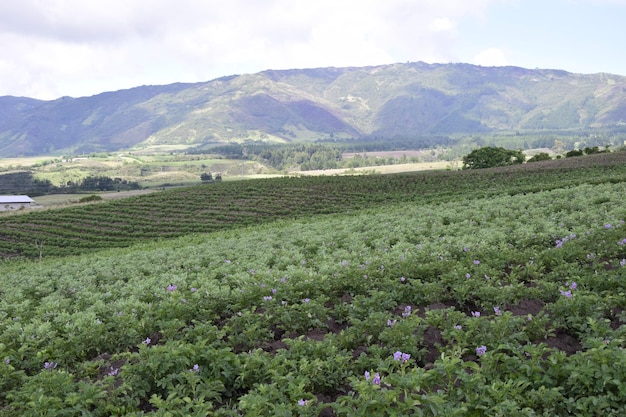 コタカチ火山の火口の斜面にある緑の草