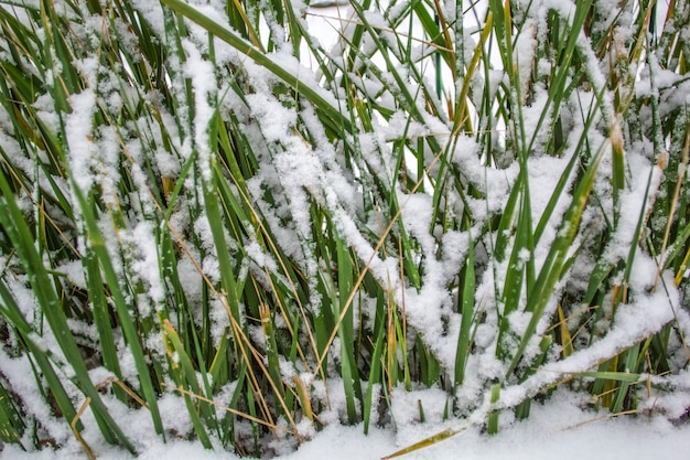 Green grass in the snow