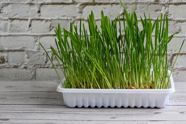 Green grass sprouted from seeds on a white background