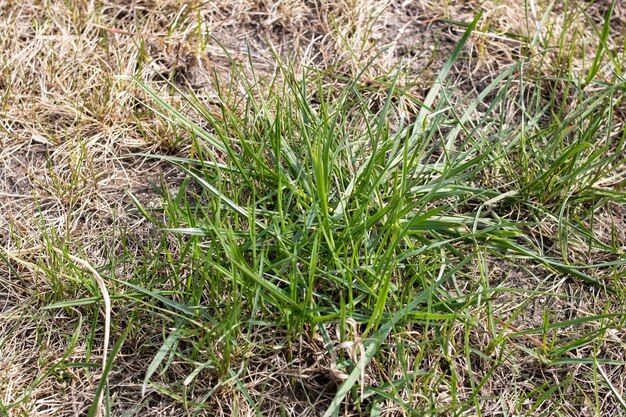 Green grass sprouts among yellow leaves closeup