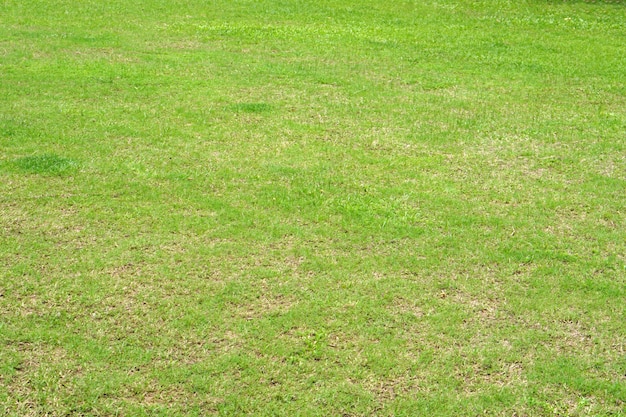 Photo green grass in the stadium