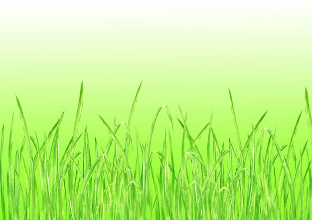 green grass. summer horizontal background with watercolor hand drawn bright green fresh grass. watercolour eco design herbal background with gradient.