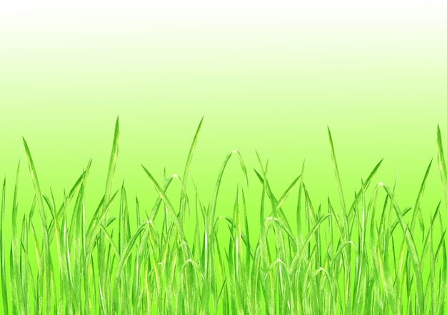 Green grass. Summer horizontal background with watercolor hand drawn bright green fresh grass. Watercolour eco design herbal background with gradient.