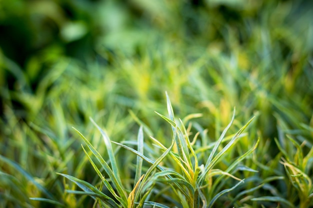 Green grass. Summer or spring morning. Horizontal image with blurred background. Nature theme.