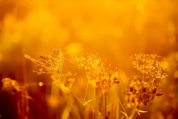 Green grass in sunlight