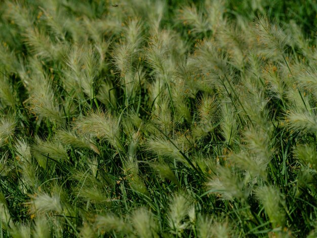 Photo green grass on a sunny day photo