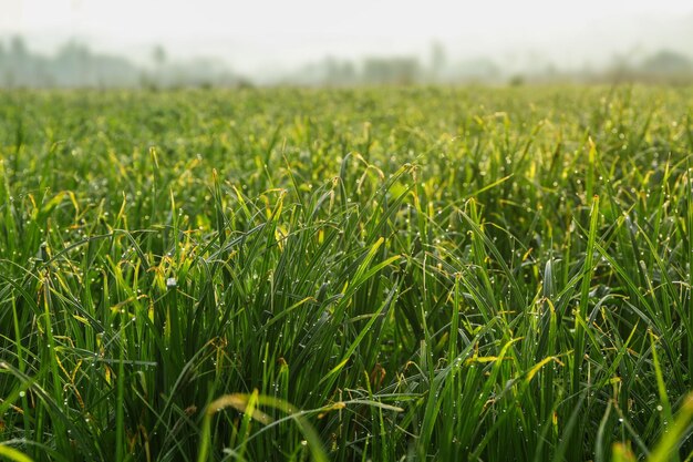 日当たりの良い牧草地の緑の草