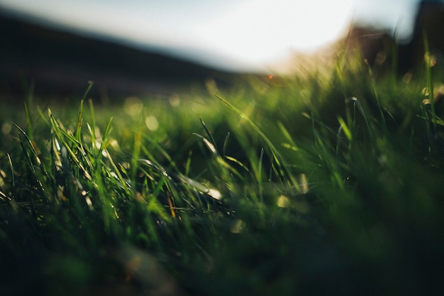 Erba verde in una giornata di sole estivo. spazio per il testo