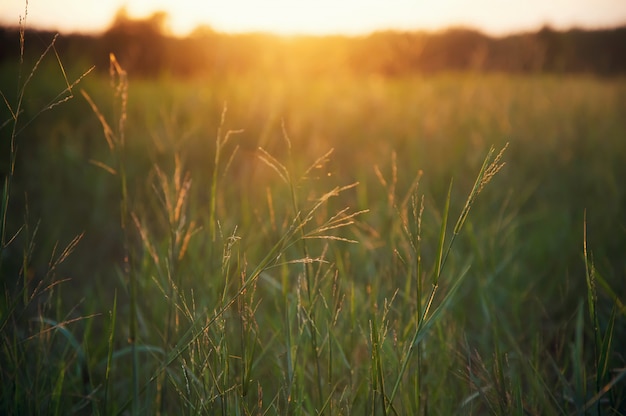 Green grass in the sunset time