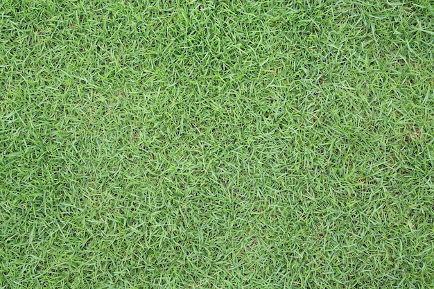 Green grass texture as background