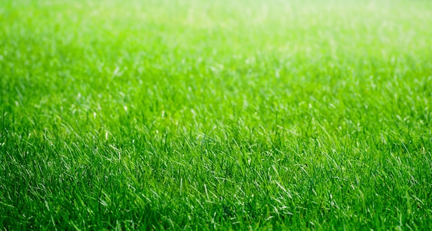 Green grass texture for background. Grass field.