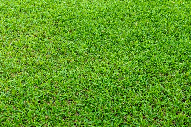 Green grass texture for background. Green lawn pattern and texture background. Close-up.