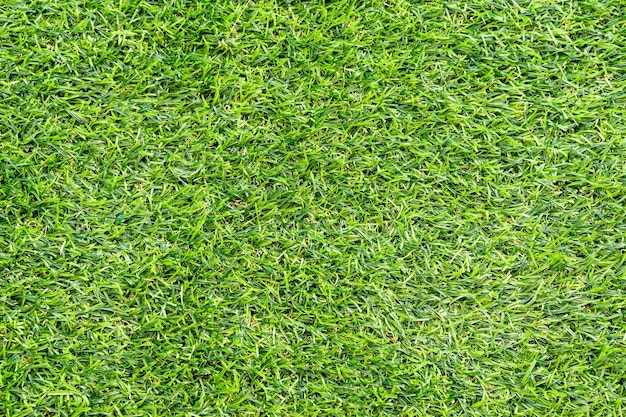 Green grass texture for background. Green lawn pattern and texture background. Close-up.