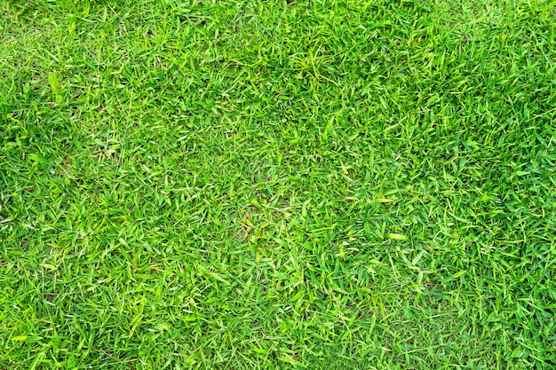 背景の緑の草のテクスチャ。緑の芝生のパターンとテクスチャの背景。閉じる。