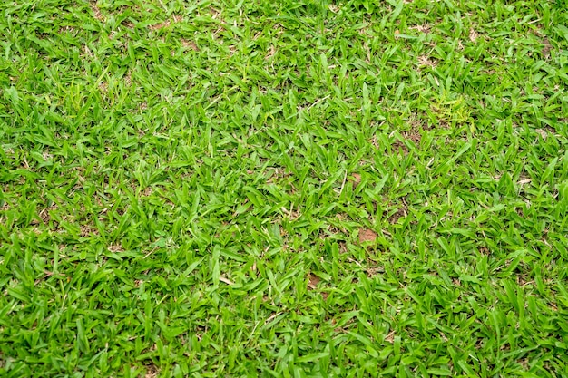 Green grass texture for background. Green lawn pattern and texture background. Close-up.