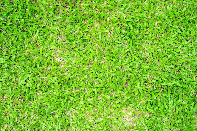 Green grass texture for background Green lawn pattern and texture background Closeup